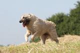 BOUVIER DES ARDENNES 007